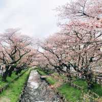 【東京近郊】川越新河岸川櫻並木，欣賞粉紅色的河川🌸