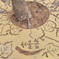 冬日下嘅首爾最大自然公園「首爾林」