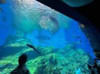 【仙台うみの杜水族館】水族館とちいかわ