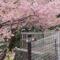 【神奈川】桜🌸×菜の花💛で春一色な「あぐりパーク嵯峨山苑」