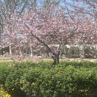 中科崴立櫻花公園