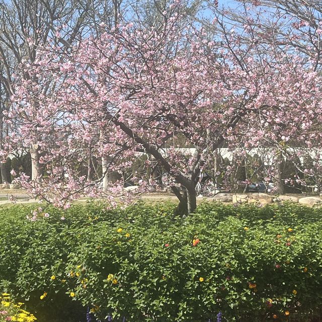 中科崴立櫻花公園