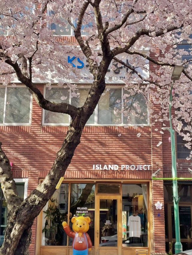 봄이되면 제주에서 가장먼저 가야하는 곳🌸