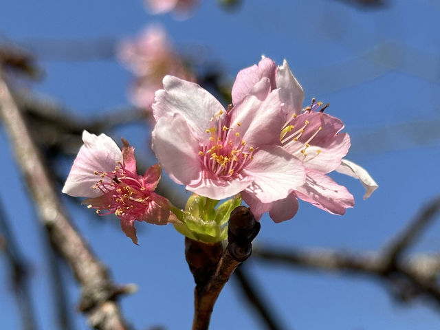 香港好去處 | 坐港鐵屯馬線去賞櫻(三) | 石門安景街公園