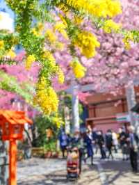 蔵前神社のミモザ×河津桜のリアルレポ