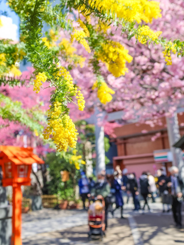 蔵前神社のミモザ×河津桜のリアルレポ