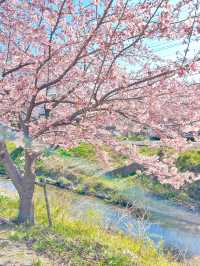 【新河岸川・宮下橋/埼玉県】川に流れ込むかのような美しい河津桜