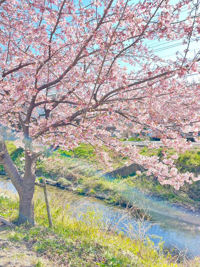 【新河岸川・宮下橋/埼玉県】川に流れ込むかのような美しい河津桜