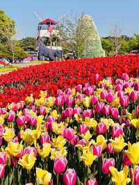 Taean Tulip Festival 