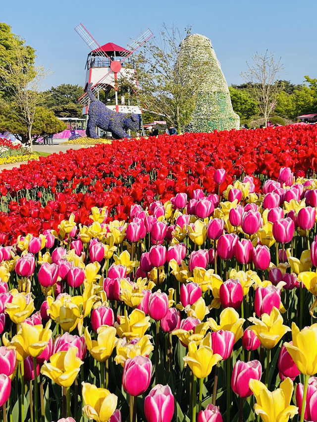 Taean Tulip Festival 