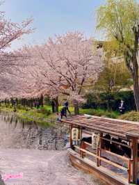 京都小眾游船🚢賞櫻🌸伏見十石舟