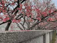 HELLO CHERRY MERRY BLOSSOMS! 🌸 