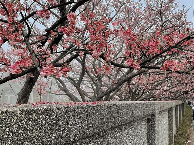 HELLO CHERRY MERRY BLOSSOMS! 🌸 