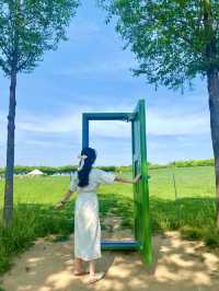 봄에 빠질 수 없는 청보리&겹벚꽃 명소 🌸
