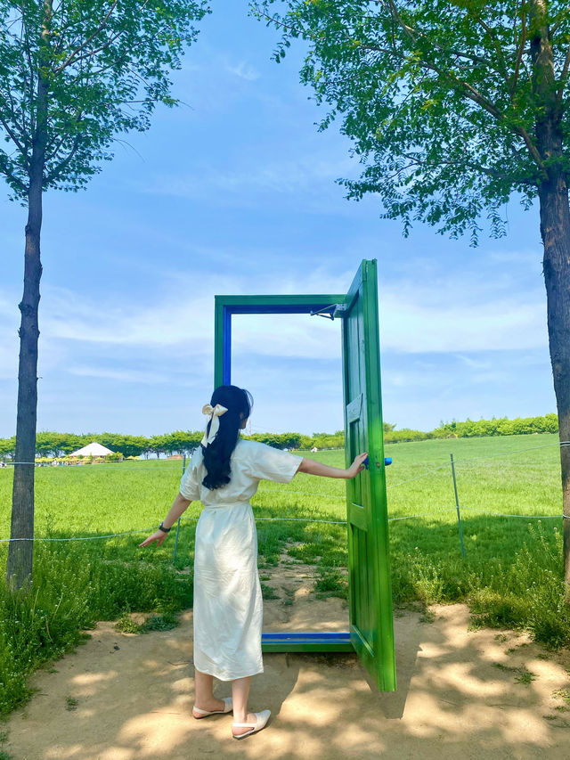 봄에 빠질 수 없는 청보리&겹벚꽃 명소 🌸