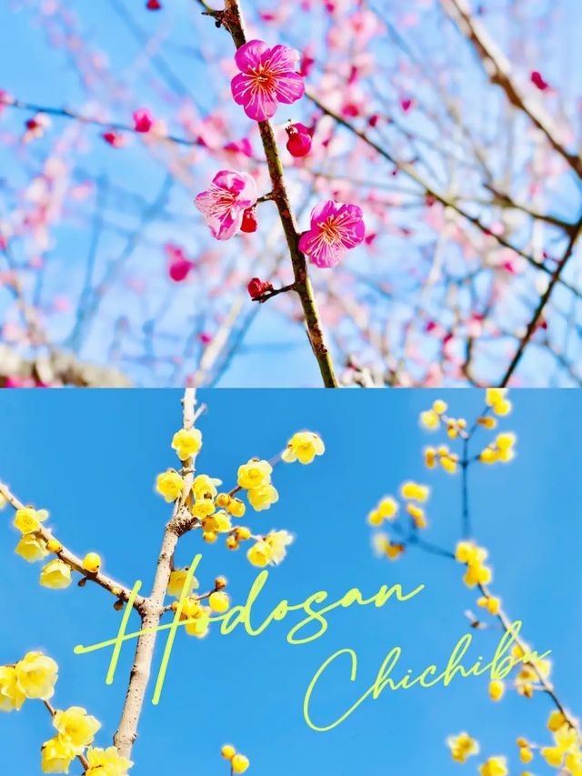 【秩父】宝登山でロウバイと梅の花を楽しむ🌸