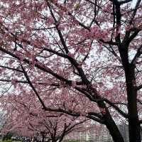 🌸2024東京汐入公園賞櫻悅目🌸