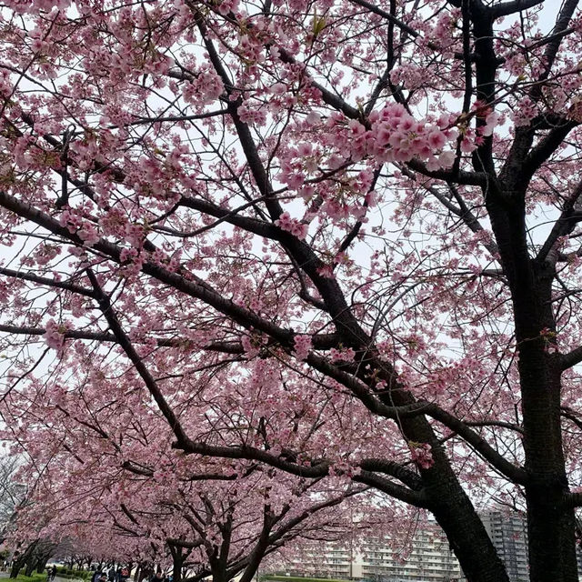 🌸2024東京汐入公園賞櫻悅目🌸