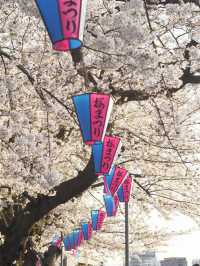 1kmにわたる桜並木が圧巻！隅田公園の桜🌸