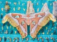 Kuala Lumpur Butterfly Garden