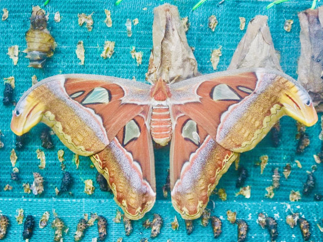Kuala Lumpur Butterfly Garden