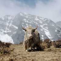 Lijiang Jade Dragon Snow Mountain Attractions