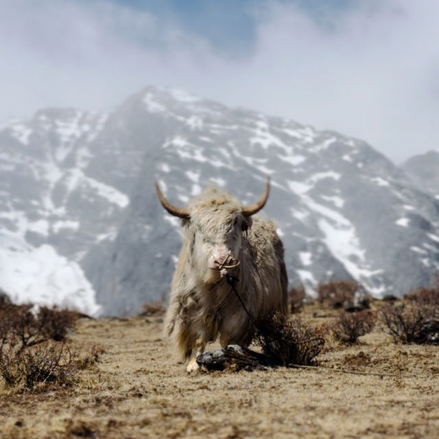 Lijiang Jade Dragon Snow Mountain Attractions