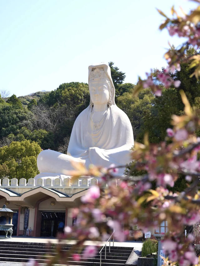 【京都桜を愛でる旅】早咲きの桜を求めて・・