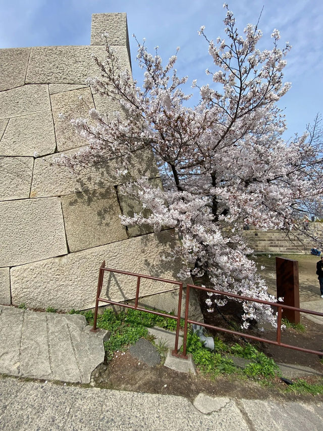 【2024年桜】大阪城の桜