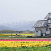 ชมซากุระและวิวสุดปังที่ Asahi Funakawa🌸