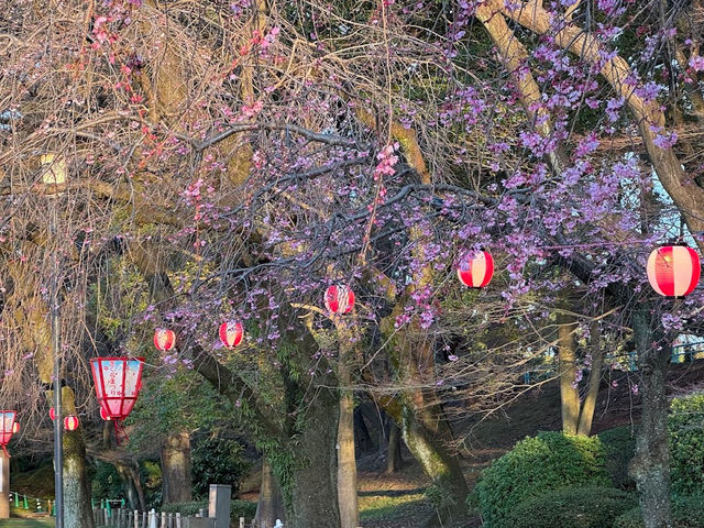 🌸名古屋城櫻花季🌸：粉嫩花海，預測花期查官網