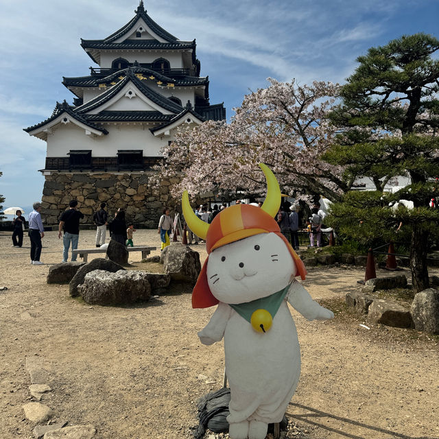 【滋賀】絶景！お城と桜のコラボレーション