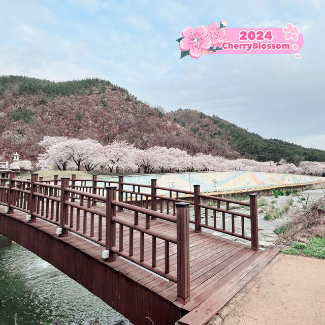 Cherry blossom season in Gyeongju