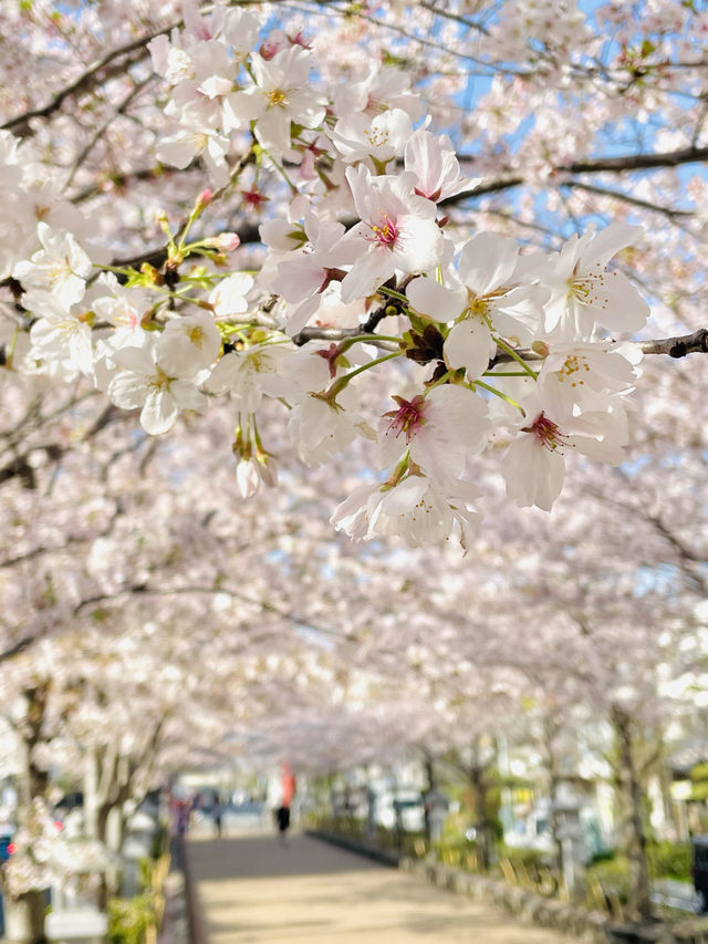 【段葛/神奈川県】約600mの桜のトンネル