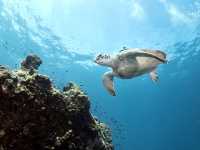 🌴 Koh Tao: Diving, Snorkeling, and Underwater Delights 🐠🤿