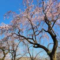 京都最美的賞櫻聖地🌸—平野神社⛩️