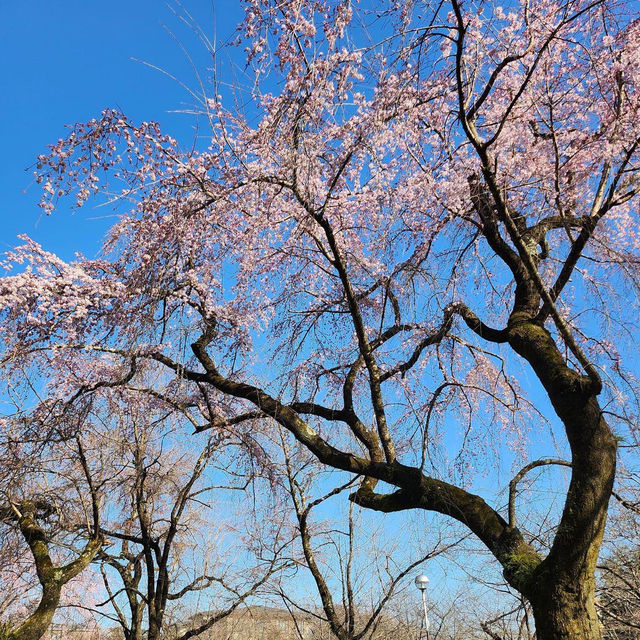 京都最美的賞櫻聖地🌸—平野神社⛩️