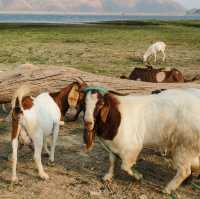 มาใจฟู ดูแพะ ที่เขื่อนปราณบุรีกัน Go Go!! 🌴🐐🫶🏻