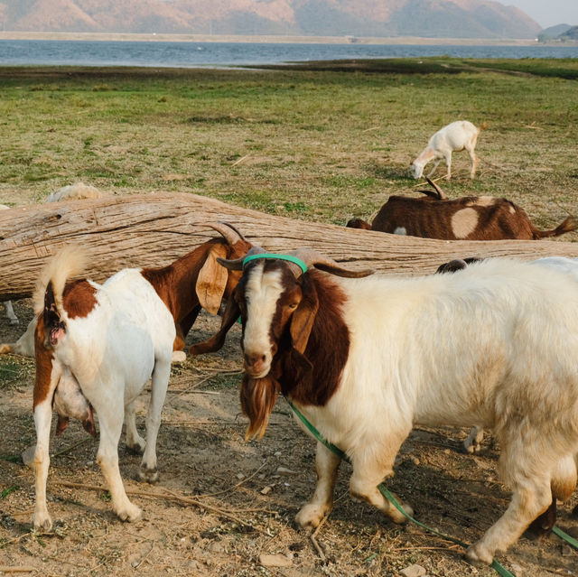 มาใจฟู ดูแพะ ที่เขื่อนปราณบุรีกัน Go Go!! 🌴🐐🫶🏻