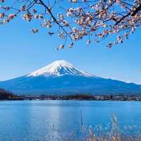 Lake Kawaguchi 🌸