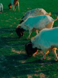 แลนด์มาร์คฤดูร้อน ! ท้ายเขื่อนป่าสักชลสิทธ์ 🐐🌳