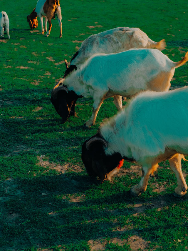 แลนด์มาร์คฤดูร้อน ! ท้ายเขื่อนป่าสักชลสิทธ์ 🐐🌳