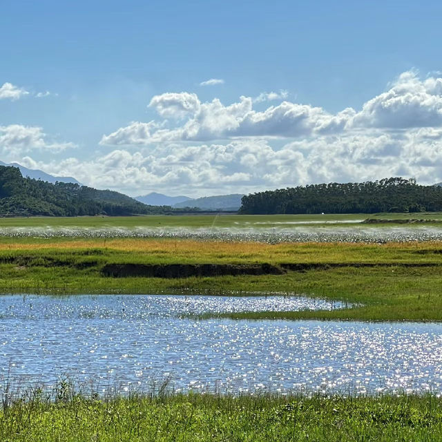 新加坡勿洛水庫公園：湖泊綠洲，適合身心放鬆