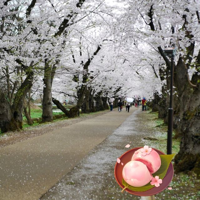 Sakura in Hirosaki Castle