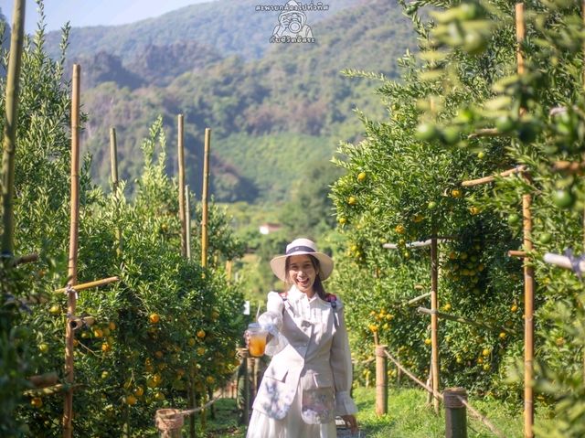 Akha Phamio Cafe เชียงราย