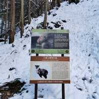 Jigokudani Monkey Park