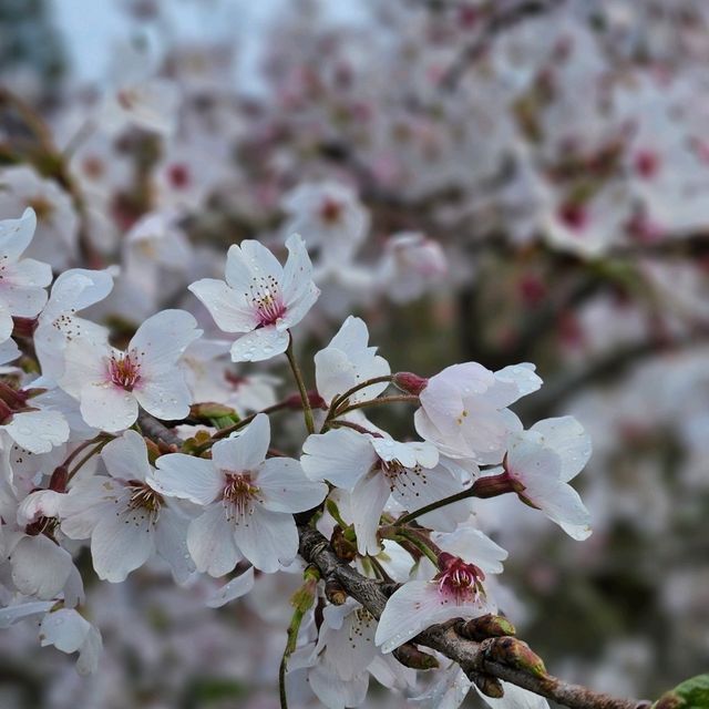 Cherry Blossom at Alishan Taiwan