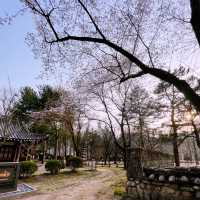 Cherry Blossoms At Nami Island