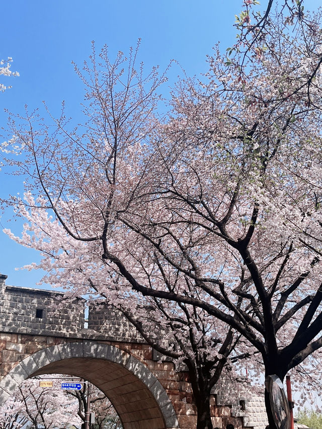 🌸경기도 벚꽃 명소 - 수원 팔달문 / 구 경기도청 