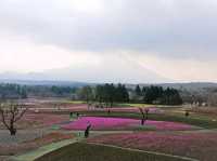 ชมทุ่ง pink moss ที่มีฉากหลังคือเขาฟูจิ